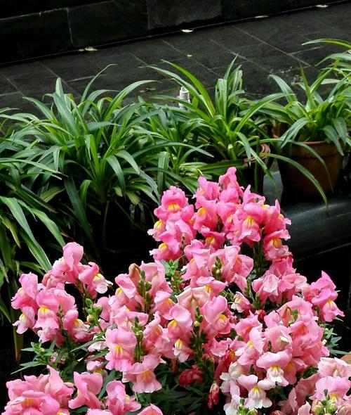 金鱼草花期多久（金鱼草花期养护要点）