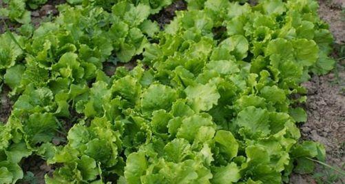 生菜怎么种出苗快（生菜种植方法及步骤）