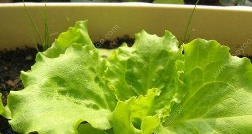 生菜怎么种出苗快（生菜种植方法及步骤）