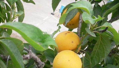 杏树种植技术与管理（杏树的栽培技术与管理）