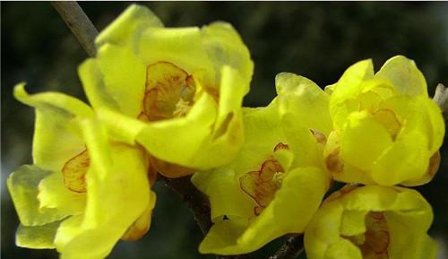 腊梅花种子怎么种植（腊梅花种植方法与技巧）