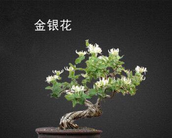 腊梅花种子怎么种植（腊梅花种植方法与技巧）