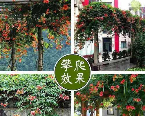 爬墙植物有哪些品种（盘点六种最旺宅的爬墙花卉）