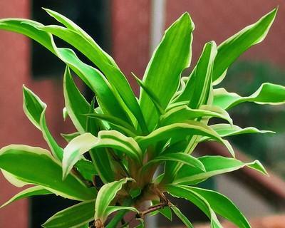 折鹤兰的花语是什么(描述折鹤兰的象征意义)_花植网