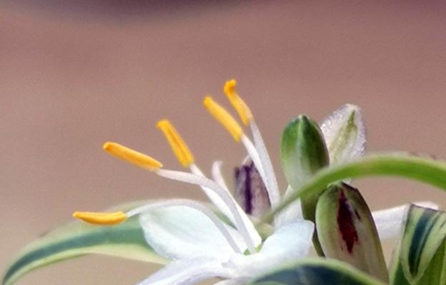 折鹤兰的花语是什么(描述折鹤兰的象征意义)_花植网