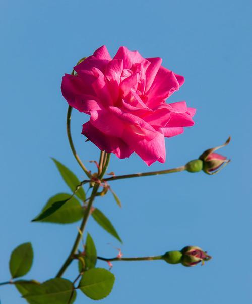 代表友情的花是哪一种（四叶草的寓意及象征）