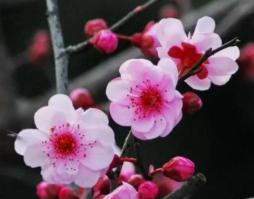 三月有哪些花开放（盘点七种春天常见的花卉）