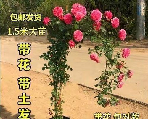 蔷薇花怎么养殖方法（关于蔷薇的栽培技术）