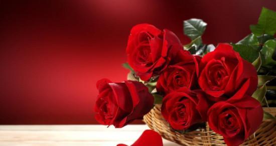 玫瑰花代表了什么含义（玫瑰花的寓意和花语）