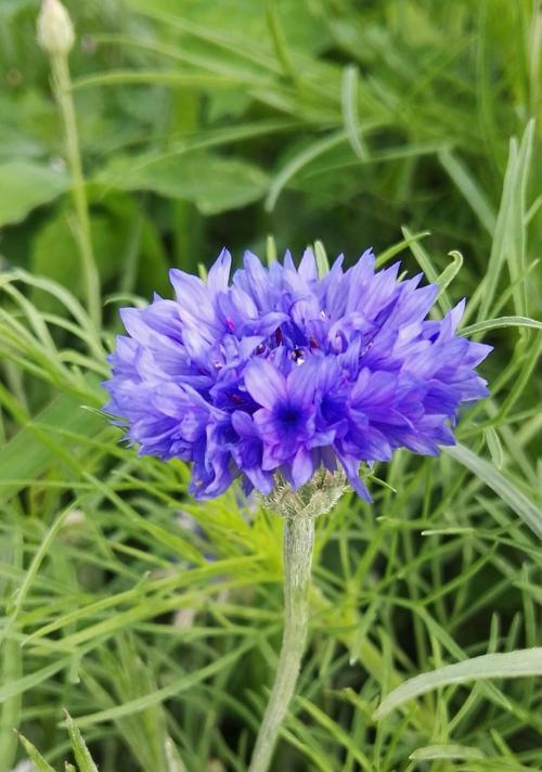 矢车菊花什么时候播种（矢车菊种植方法和时间）