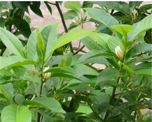 白兰花怎么种植（白兰花的种植方法及养护）