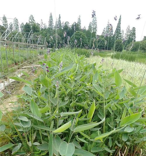 再力花种子怎么种（再力花的种植方法讲解）