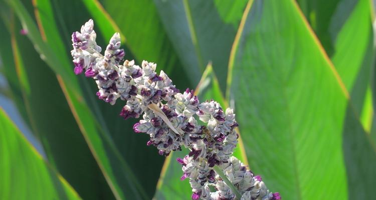 再力花种子怎么种（再力花的种植方法讲解）