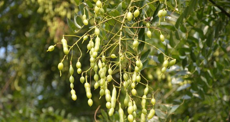 国槐种子怎么种（国槐种植方法及技术）