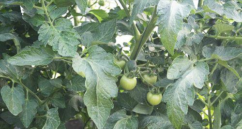 番茄的种植方法（打造丰收的番茄园）
