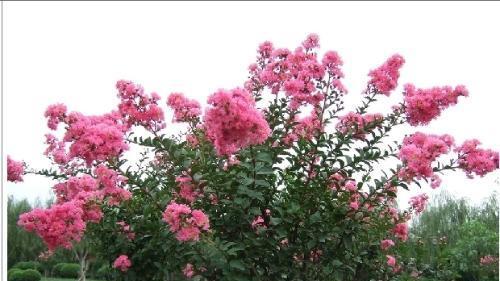 紫薇树简介及资料（关于紫薇树的简介）