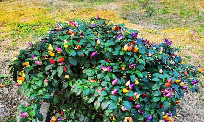 辣椒怎样种植（辣椒苗种植方法和时间）