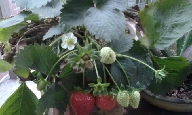 草莓如何种植（种草莓的方法和技术）