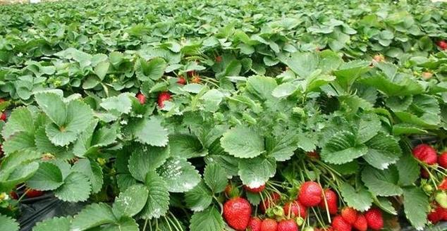 草莓如何种植（种草莓的方法和技术）