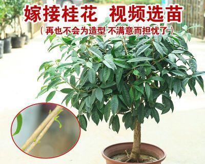 桂花树的修剪方法和时期（桂花树修剪技术要点）
