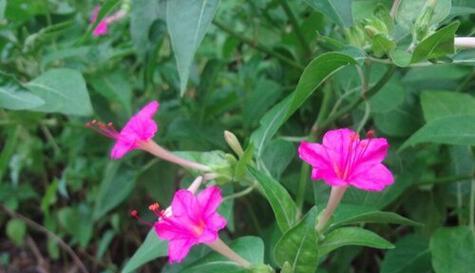 烟草花什么时候开花（有关烟草的养护步骤）