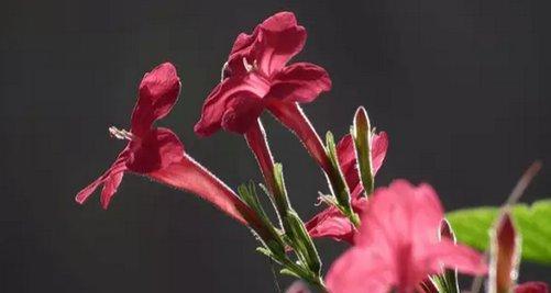 烟草花什么时候开花（有关烟草的养护步骤）