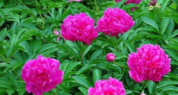 牡丹花施什么肥料（家庭盆栽牡丹花的施肥方法）