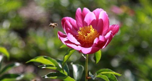 牡丹花施什么肥料（家庭盆栽牡丹花的施肥方法）