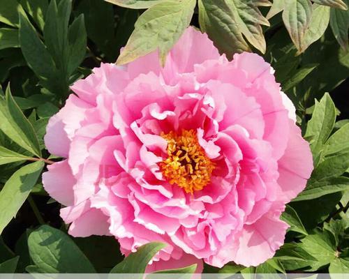 牡丹花施什么肥料（家庭盆栽牡丹花的施肥方法）