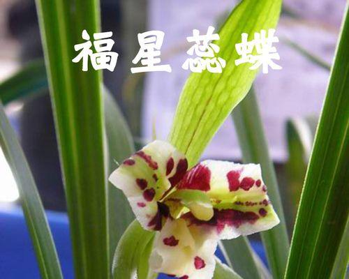 兰草怎么养（盆栽兰花的养护方法）