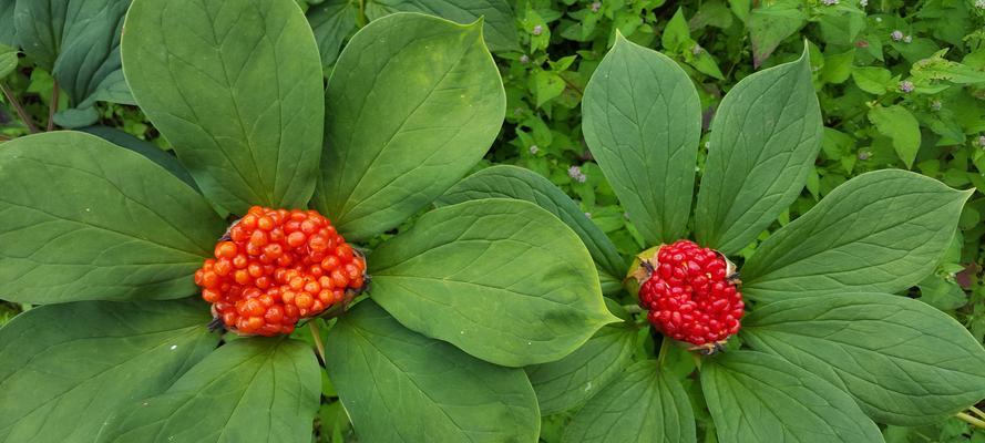 怎样种植重楼种子（重楼种植技术要点）