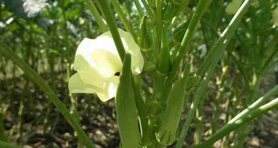 黄秋葵适合什么季节种植（秋葵种植方法及注意事项）