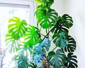 适合室内养的喜阴植物有哪些（客厅十大喜阴绿植排名）