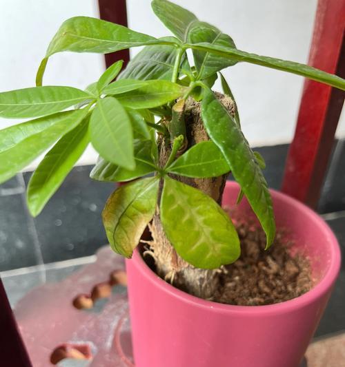 大发财树叶子发黄掉落怎么办（教你处理黄叶的妙招）