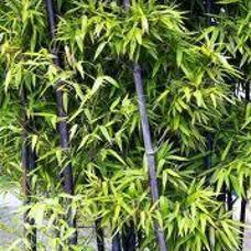 竹子的种类有多少（常见竹子种类及图片大全）