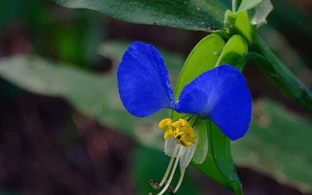 紫鸭跖草的养殖方法（养护紫叶鸭跖草的注意事项）