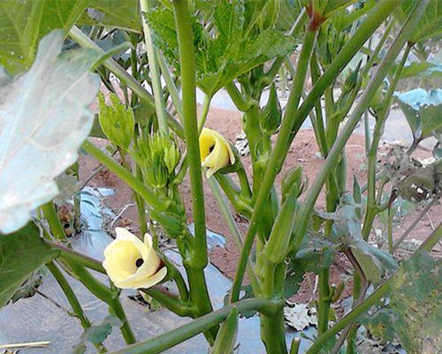 秋葵种子种植方法（从种子到丰收的全过程）