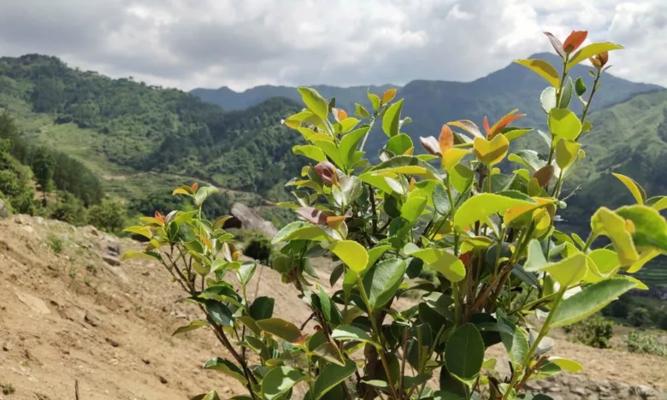 油茶树怎样修剪才能高产（掌握油茶树修剪技术）