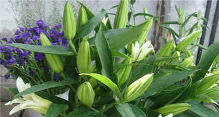 如何种植百合花盆栽（百合花的栽培技术要点）