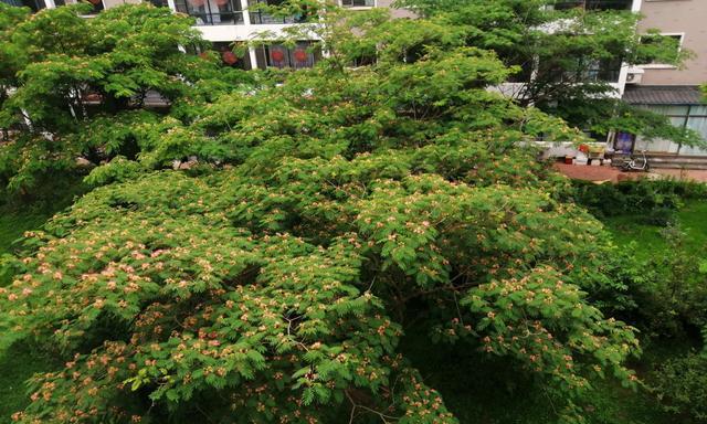 芙蓉树如何种植（芙蓉树的种植方法及养护）