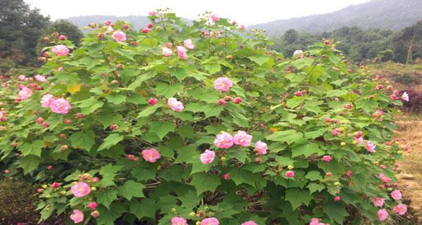 芙蓉树如何种植（芙蓉树的种植方法及养护）