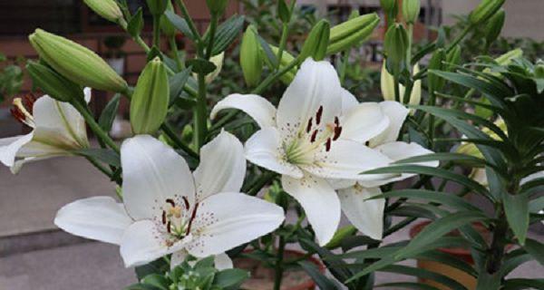 百合花几月份种植（有关百合花的栽培技术）