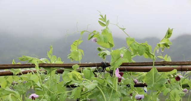 如何种植豌豆苗菜（豌豆苗栽培技术要点）