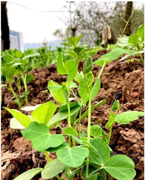 如何种植豌豆苗菜（豌豆苗栽培技术要点）