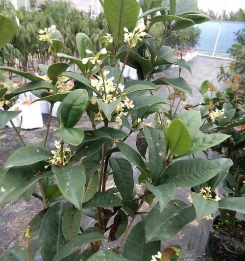室内桂花树怎么养殖（盆栽桂花树的养殖方法）