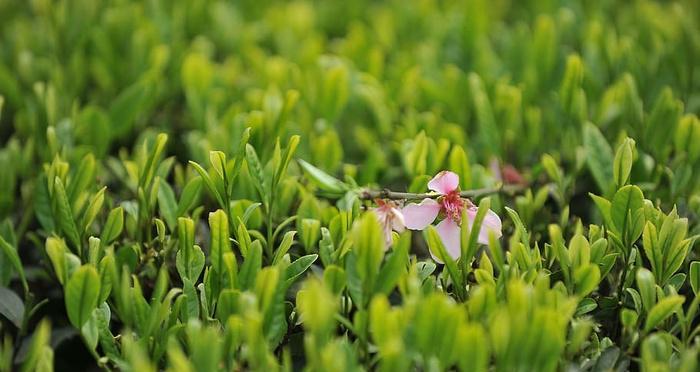 茶叶怎么种植方法（详解茶叶的栽培与管理）