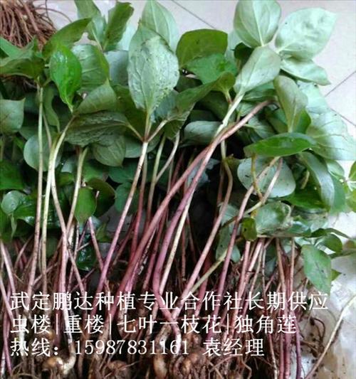 重楼种子怎么种（重楼种植技术与栽培管理）