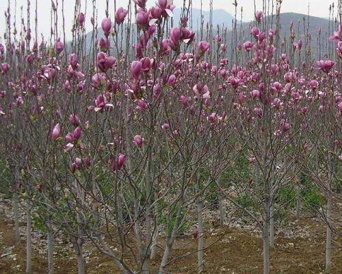 玉兰花树苗如何栽种（玉兰树种植方法与技术）