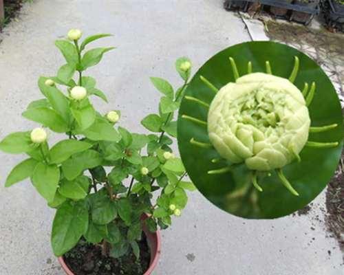 办公室适合摆放什么绿植比较好（盘点八种适合办公室的大型绿植）