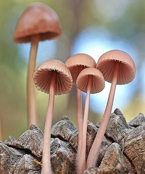 蘑菇的种类有哪些（常见的蘑菇品种介绍）